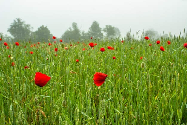 Amapolas de flores rojas en un campo verde sobre un fondo de árboles en la niebla