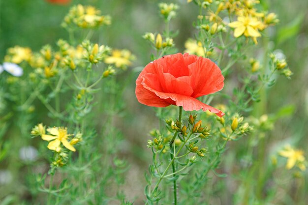 Amapolas hermosas entre el campo