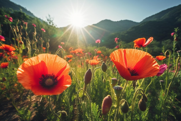 Amapolas en el prado en las montañas bajo el sol