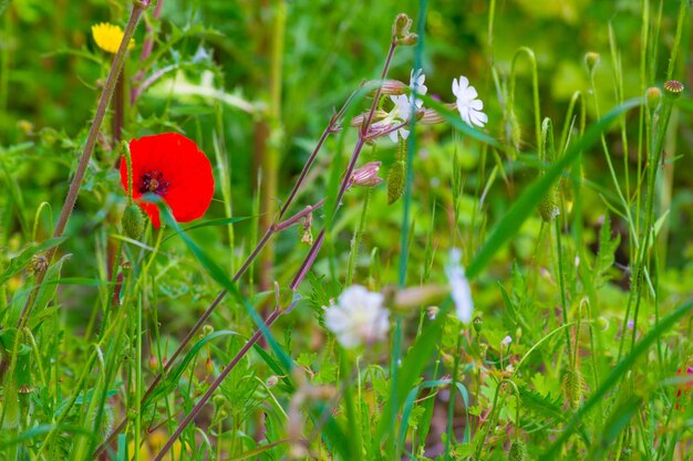 Amapolas en un prado