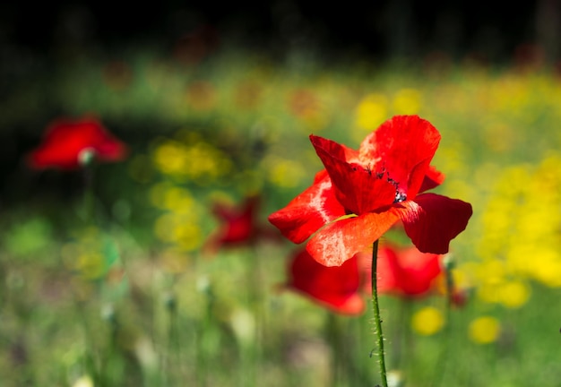 Amapolas en un prado