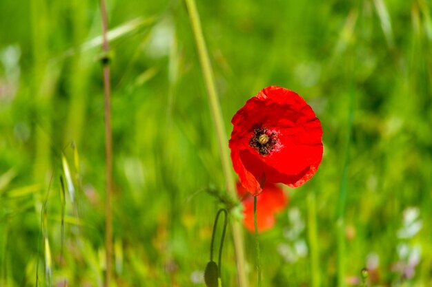 Amapolas en un prado