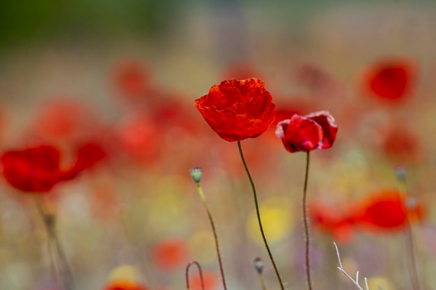 Foto amapolas de primavera florecidas por el campo