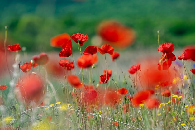 Amapolas de primavera florecidas por el campo