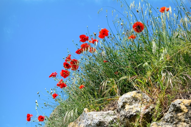 Amapolas que crecen en Val d'Orcia Toscana