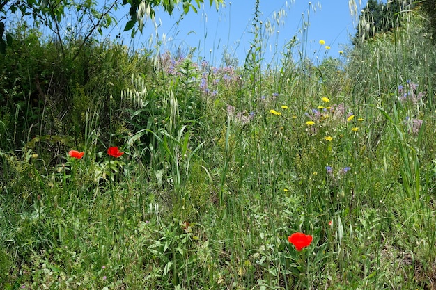 Amapolas que crecen en Val d'Orcia Toscana