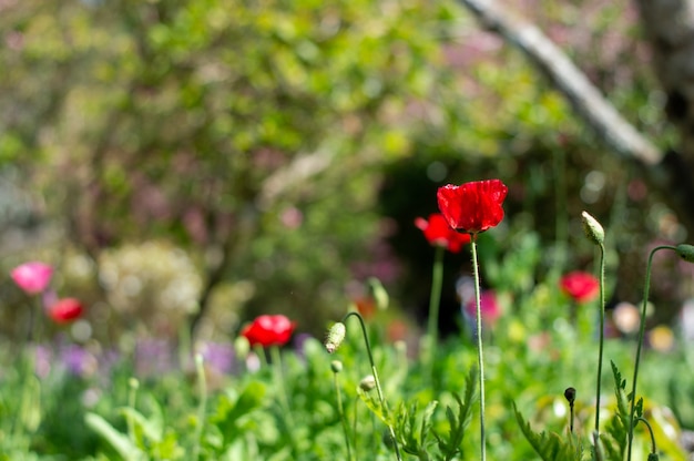 Amapolas que florecen en el jardín.