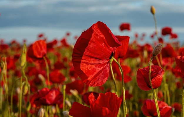 Día del recuerdo de la Guerra Mundial. La amapola roja es un símbolo de  recuerdo para los caídos en la guerra. Amapolas rojas sobre fondo de piedra  oscura Fotografía de stock 