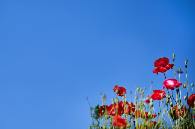 Amapolas rojas brillantes sobre fondo de cielo