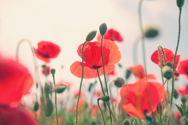 Amapolas rojas en un campo. Enfoque selectivo, efecto vintage.