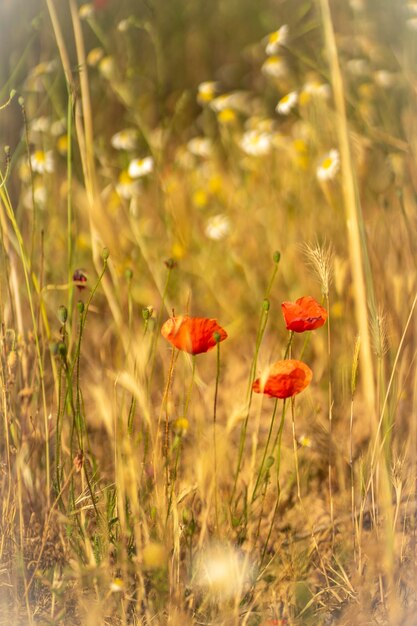 Amapolas rojas en un campo de flores