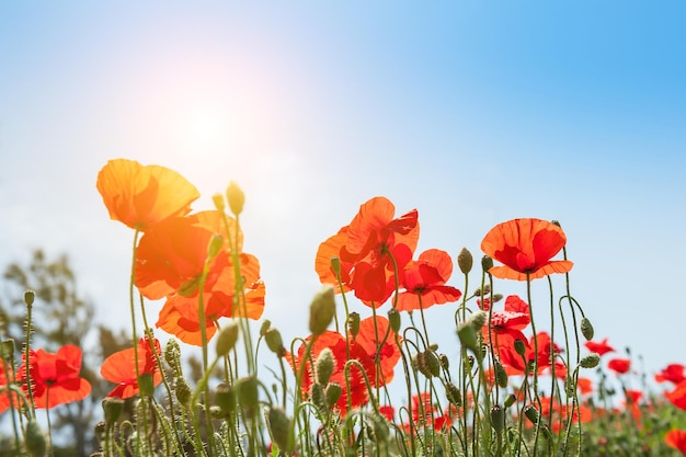 Amapolas rojas en un campo en la luz del sol de la mañana. Hermoso paisaje de verano