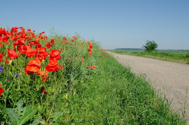 Amapolas rojas en un campo en medio de canola verde madura