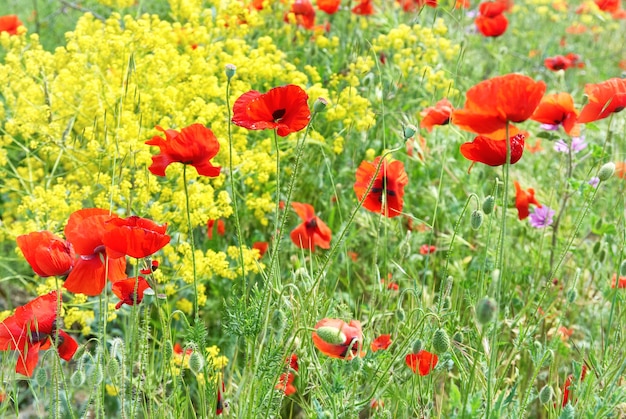 Amapolas rojas en un campo con pasto verde y flores amarillas