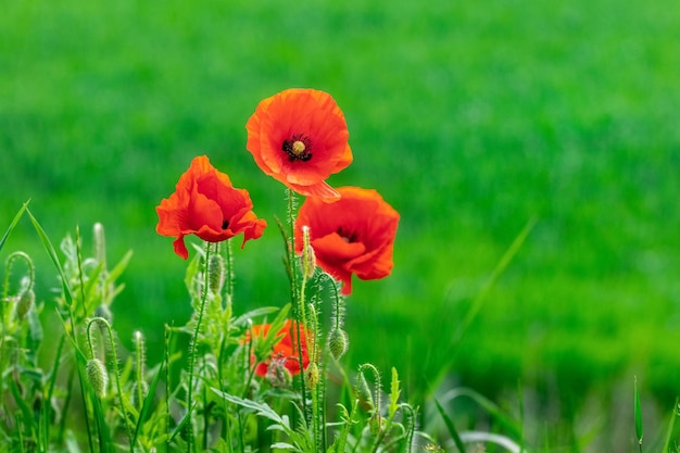 Amapolas rojas en un campo sobre un fondo de hierba verde