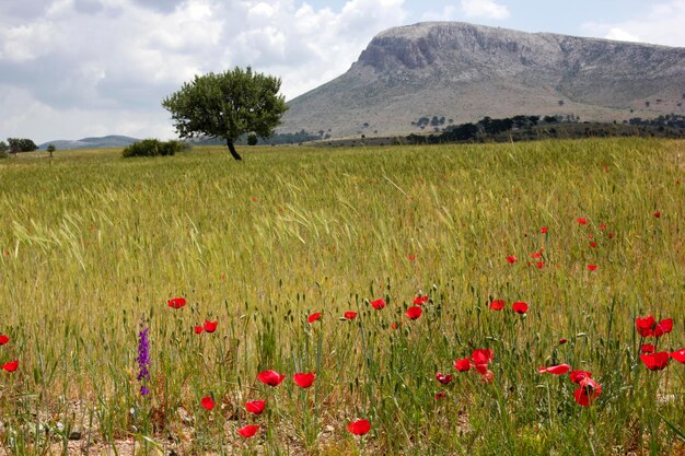 Amapolas rojas en campo de trigo