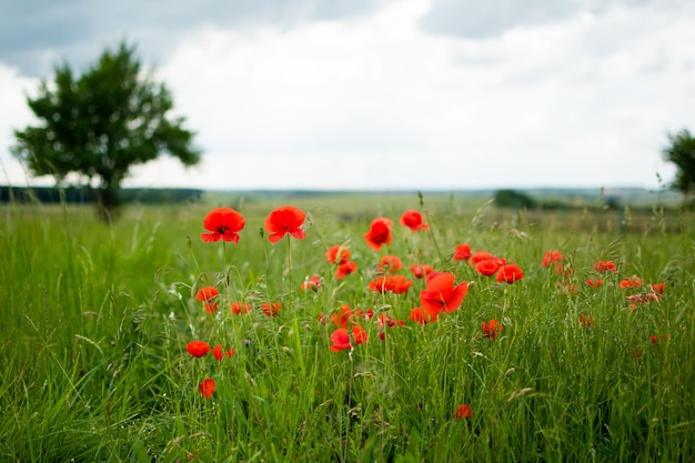 Amapolas rojas en un campo verde con un árbol y un cielo tormentoso de verano