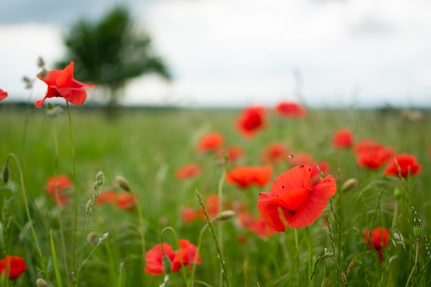 Amapolas rojas en un campo verde con un árbol y un cielo tormentoso de verano