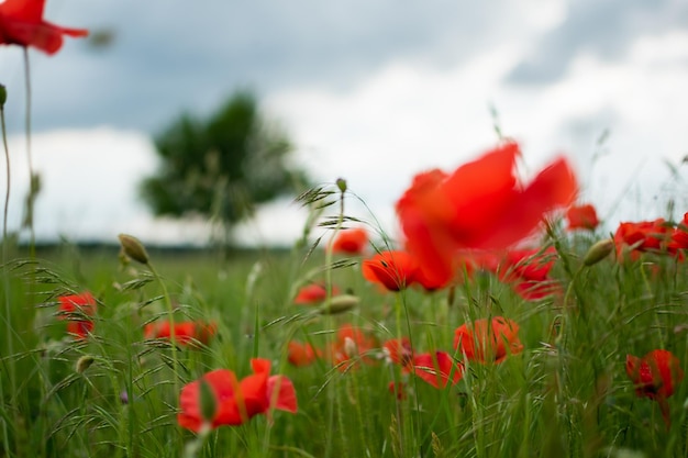 Amapolas rojas en un campo verde con un árbol y un cielo tormentoso de verano