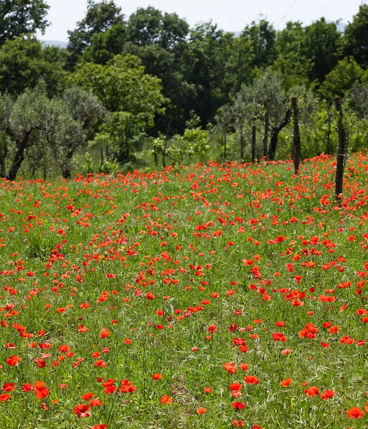 Amapolas rojas en campo verde