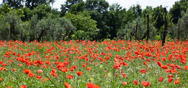 Amapolas rojas en campo verde