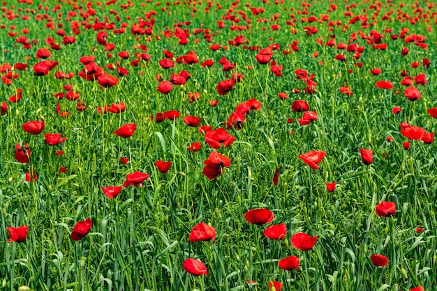 Amapolas rojas en el campo