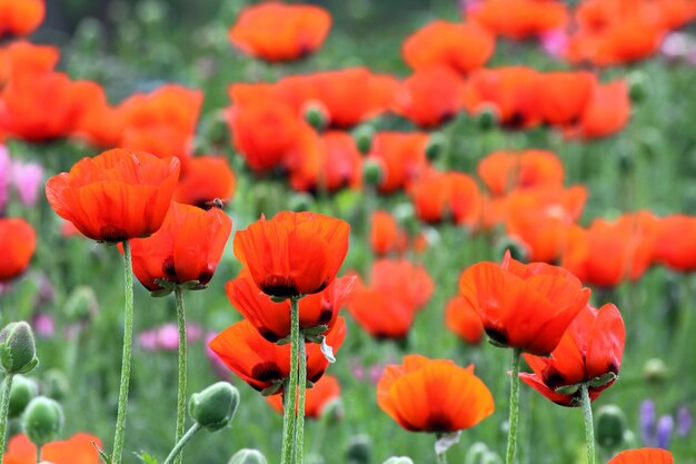 Amapolas rojas en el campo