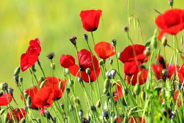 Amapolas rojas en el campo