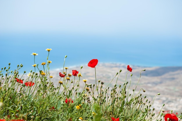 Amapolas rojas en la colina contra el mar. Isla de Santorini, Grecia. Enfoque selectivo.