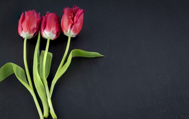 Las amapolas rojas se encuentran en un lugar de fondo negro para su texto