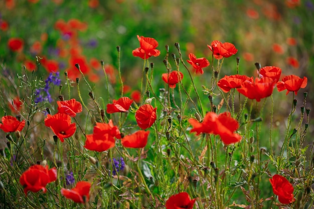 Amapolas rojas en flor crecen en el campo Fondo borroso