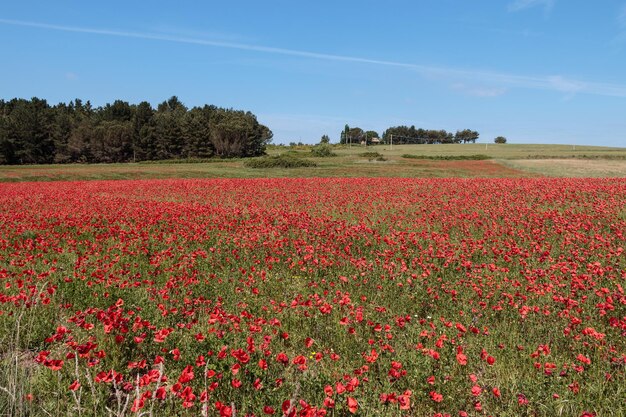 Las amapolas rojas florecen en el campo contra el cielo