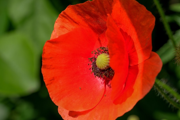 Las amapolas rojas florecen maravillosamente en un primer plano de un día soleado de verano