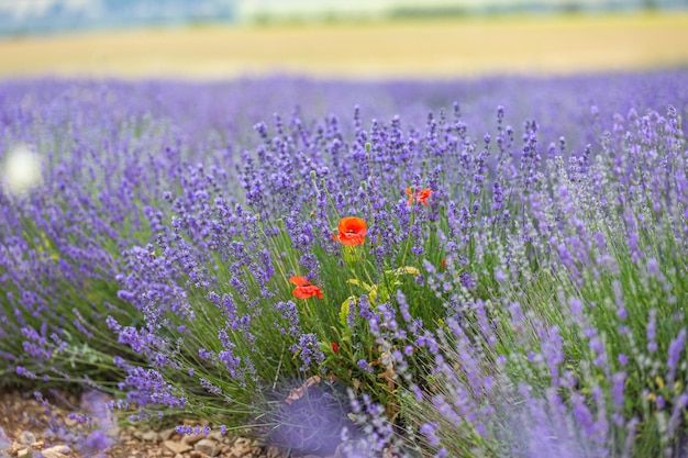 Amapolas rojas florecientes entre los campos de lavanda púrpura. Tranquilo campo de lavanda con flores de amapola