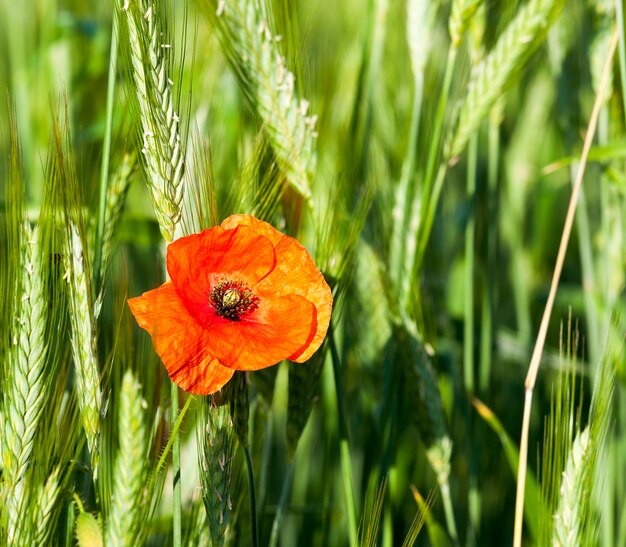 Las amapolas rojas florecientes fotografiaron el primer de las amapolas rojas florecientes en verano. campo agrícola