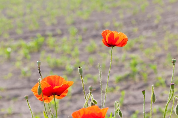 Amapolas rojas florecientes