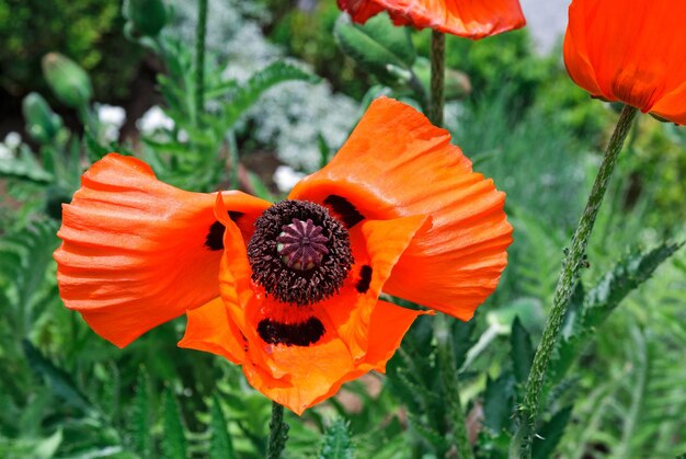 Amapolas rojas hermosas en un ambiente natural