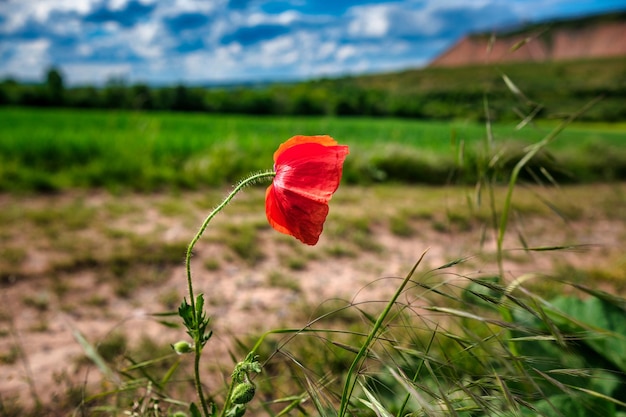 Amapolas rojas hermosas en el campo