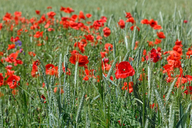 Amapolas rojas hermosas en el campo