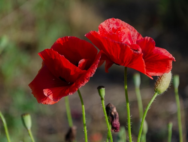 Amapolas rojas en el jardín en un día de verano. La belleza de las flores silvestres.