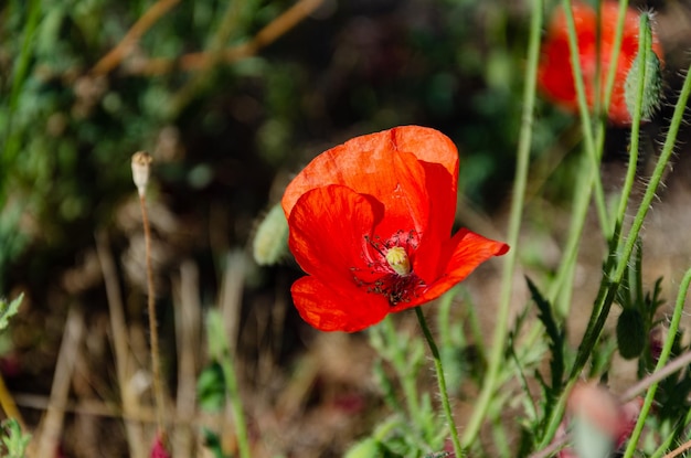 Amapolas rojas en el jardín en un día de verano. La belleza de las flores silvestres.