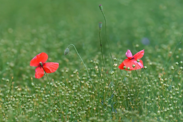 Foto amapolas rojas y lino