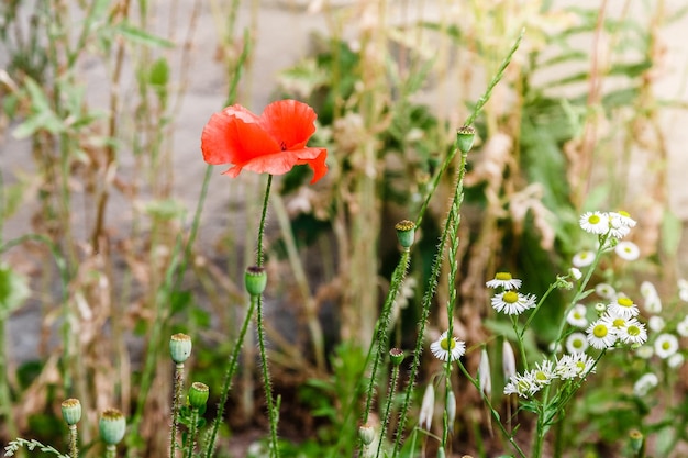 Amapolas rojas maravillosas en hierba verde