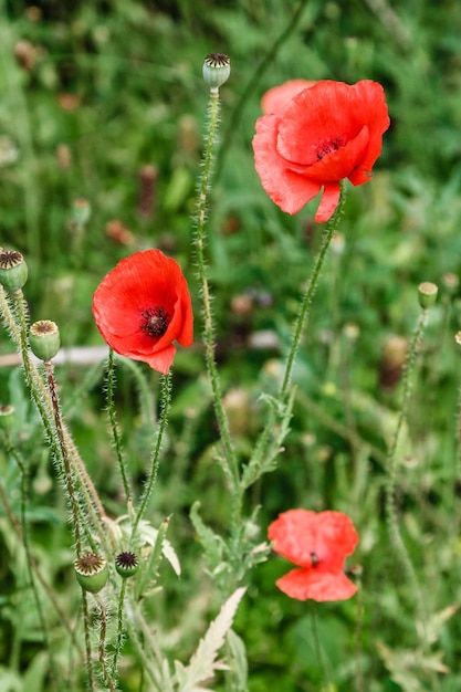 Amapolas rojas maravillosas en hierba verde