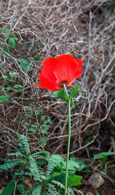 Foto amapolas rojas en la naturaleza