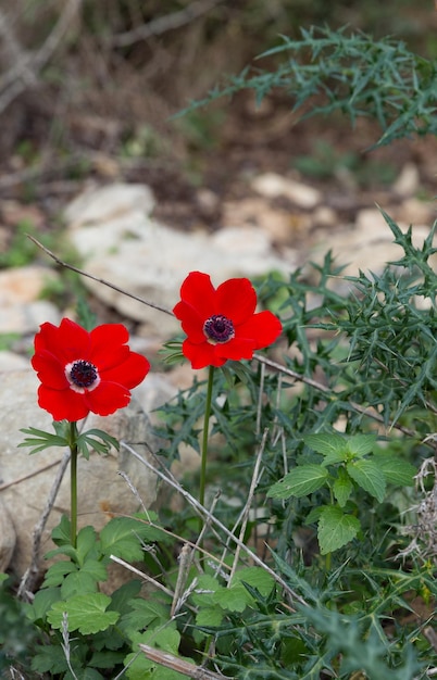 Amapolas rojas en la naturaleza