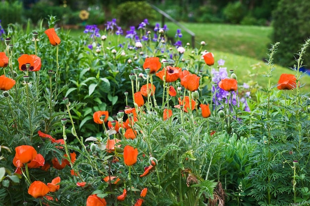 Amapolas rojas y otras flores en el jardín de verano