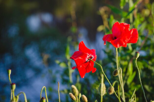 Amapolas rojas Papaver rhoeas latinas en la cima del lago