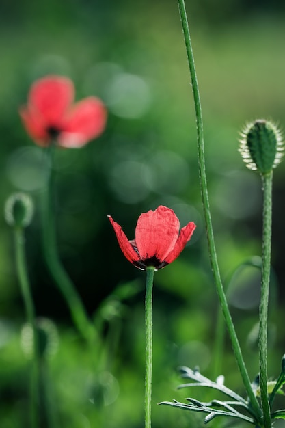 Foto amapolas rojas en un prado