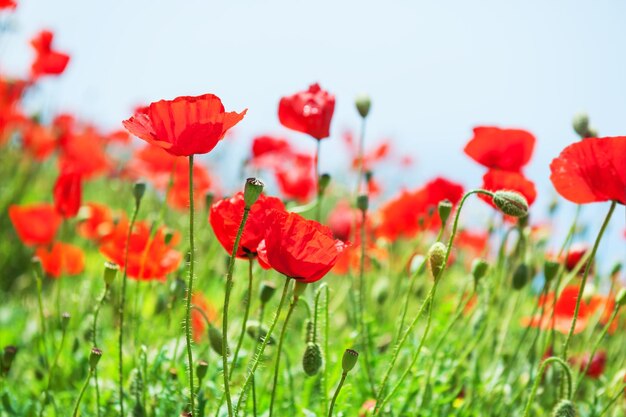 Amapolas rojas en primavera. Enfoque selectivo.